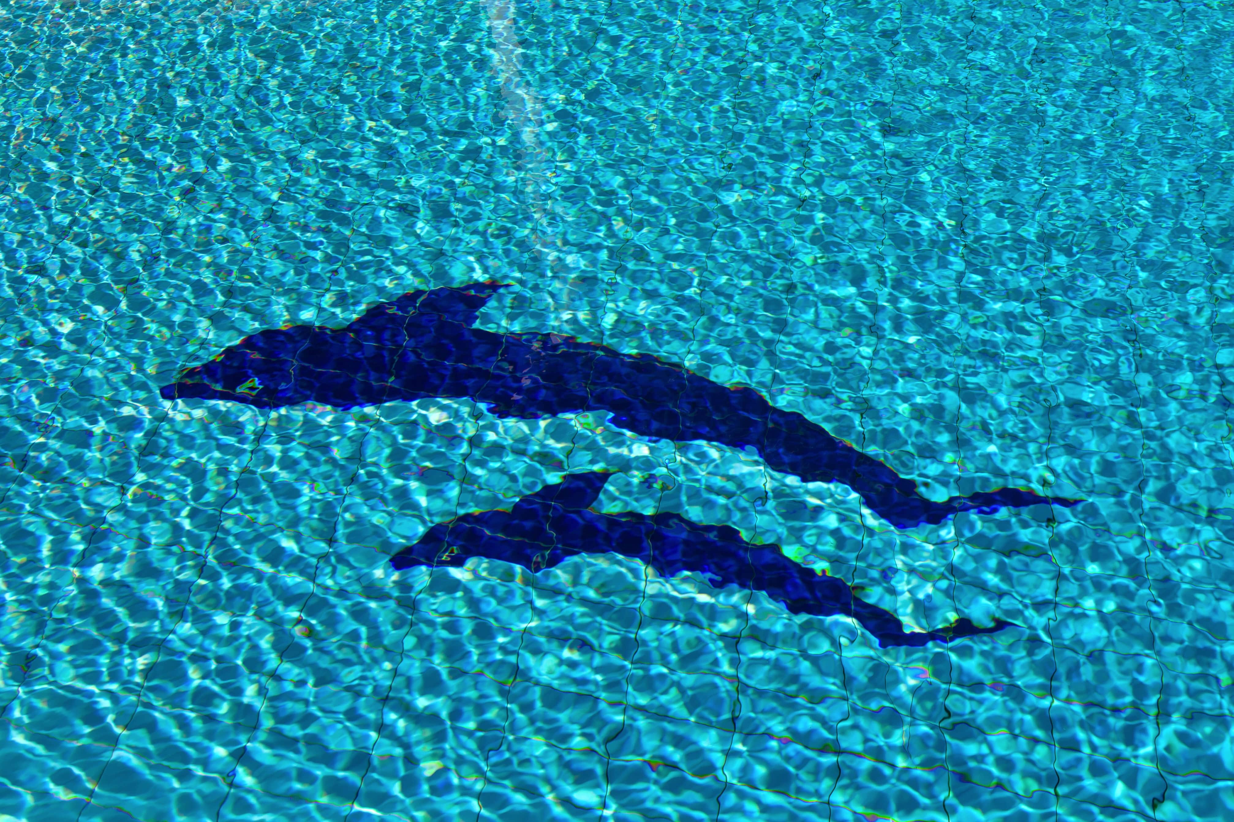 The dolphin mosaic on the pool floor, seen through the water